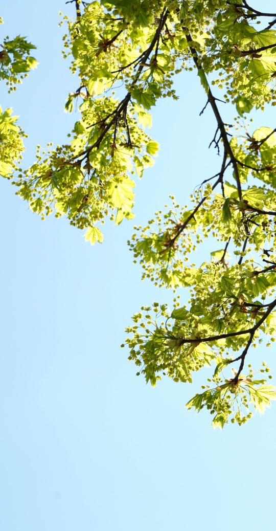 Fotografie „Frühling!“ mit zartgrünen und von der Sonne leuchtenden Blüten und Blättern eines Ahornbaums vor pastellblauem Himmel. 